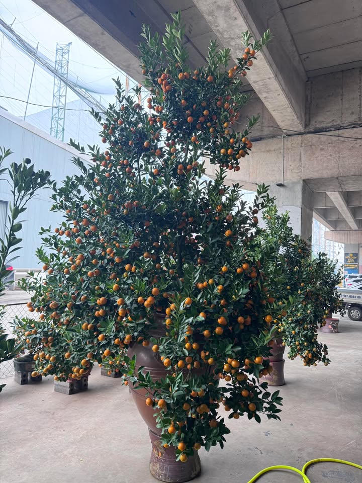 Đất nền đường Lý Thánh Tông, Bắc Ninh 352m² giá 41 tỷ - Cơ hội đầu tư hấp dẫn!