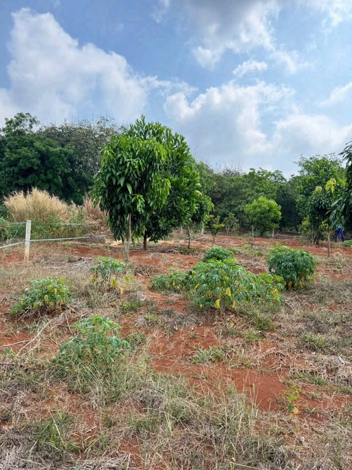 Vườn xoài tơ 2310m² xã Bình Mỹ - Giá chỉ 230 triệu - Sổ hồng riêng!