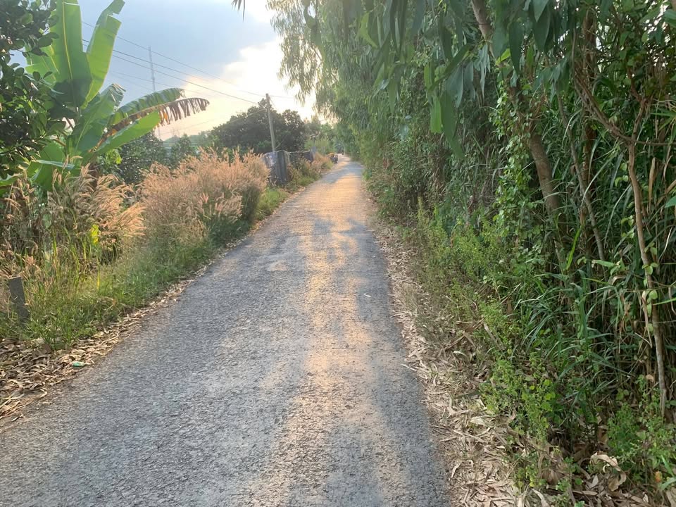 Đất nông nghiệp Xã Mỹ Hiệp 20000m² giá 1.5 tỷ - Mặt tiền đường nhựa, cho trái mít ruột đỏ!