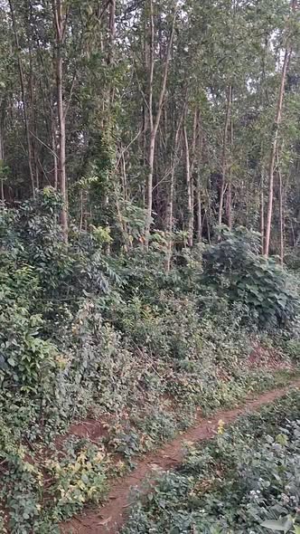 Đất nền Xã Bình Hải 761m² giá 229 triệu - Đầu tư sinh lời ngay!