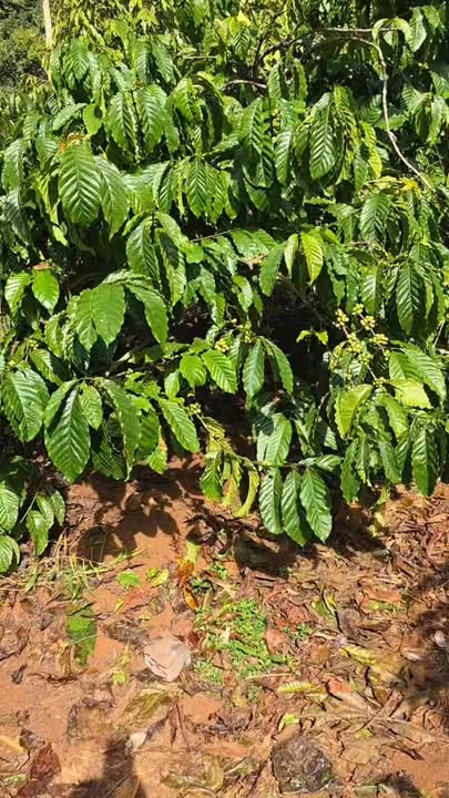 Bán đất rẫy tại xã Sơn Lang, Kbang, Gia Lai - Diện tích 2,8 ha, sẵn sàng canh tác!