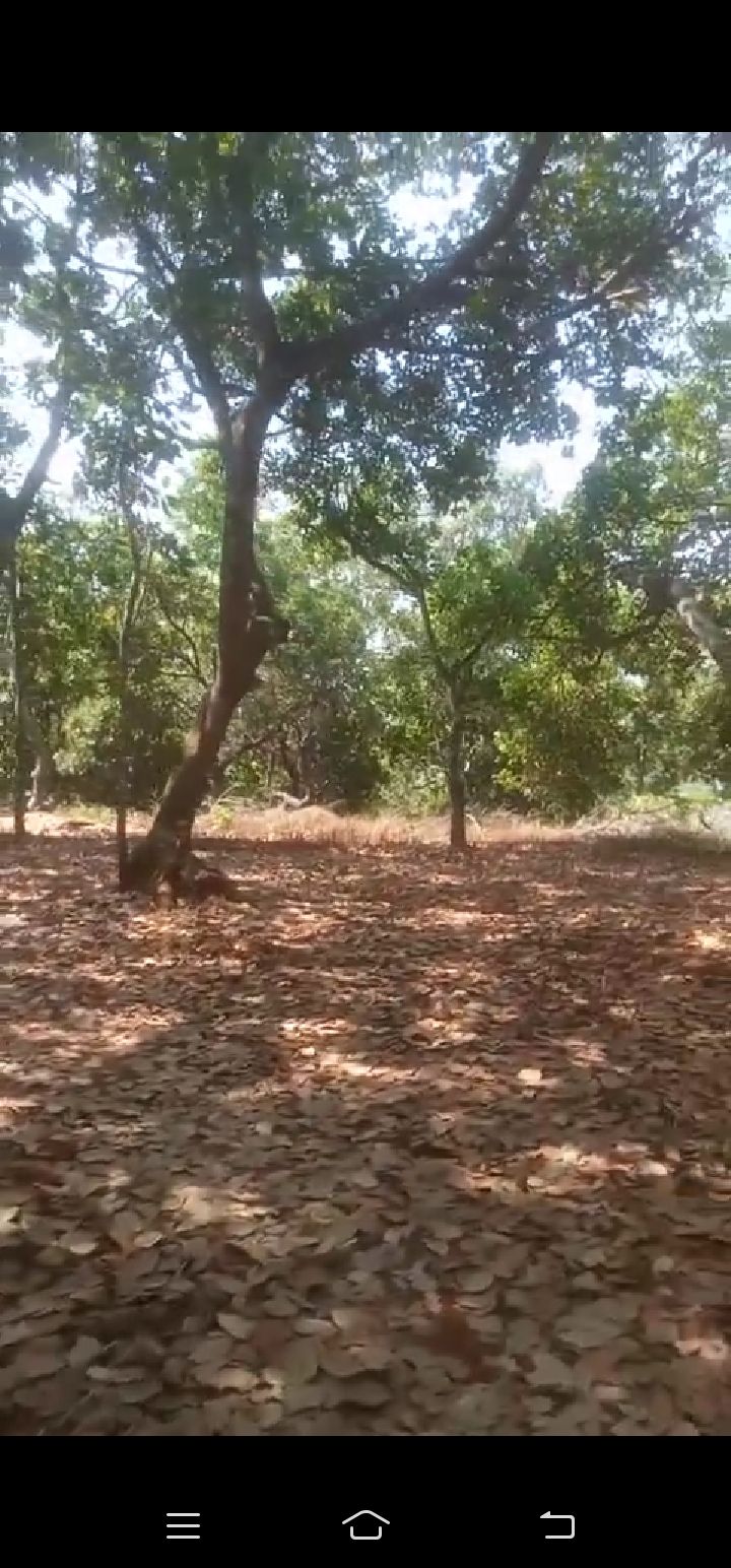 Đất nông nghiệp 5ha, Huyện Đồng Phú, giá 65 tỷ - Đường ô tô thuận tiện