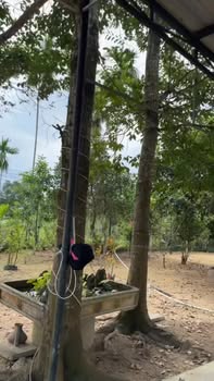 Nhà vườn Tam Ngọc, Tam Kỳ 790m² giá 1.7 tỷ - Đầu tư tuyệt vời!