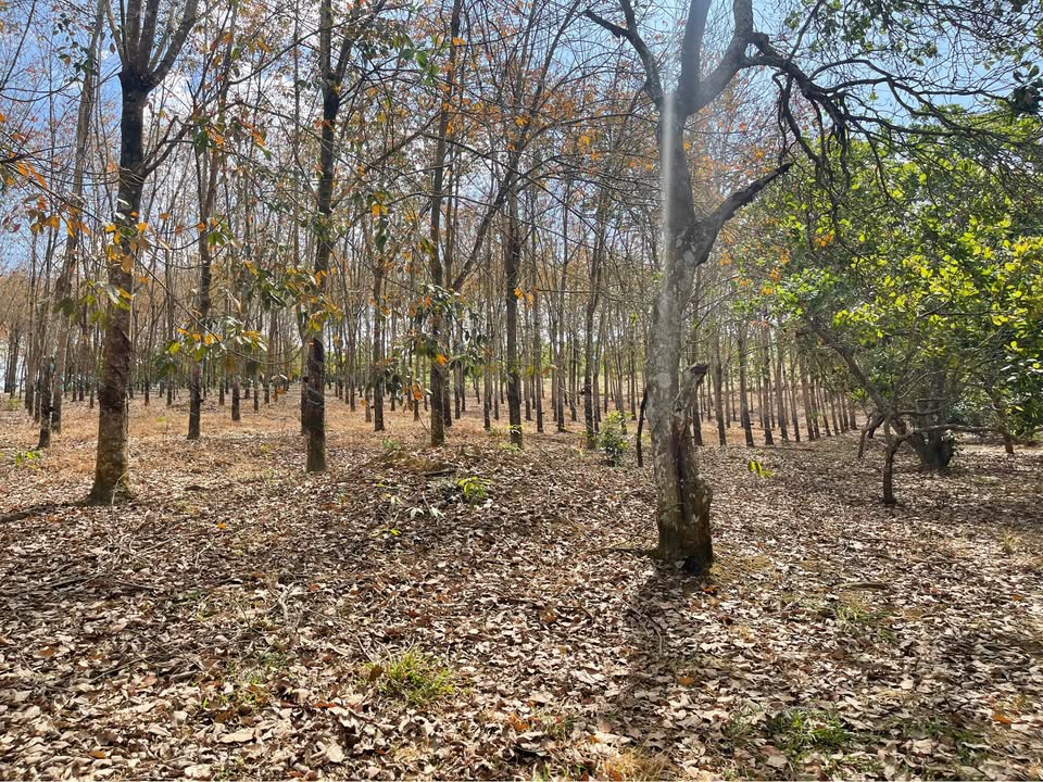 Đất nông nghiệp 4 héc tại Tân Phú, Đồng Nai giá 6 tỷ - Nền đất đẹp, pháp lý rõ ràng!