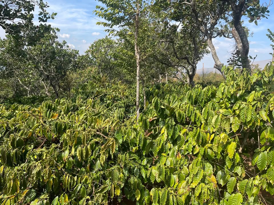 Farm 7ha tại xã Tân An, huyện Vĩnh Cửu, Đồng Nai giá 4 tỷ - Đầu tư sinh lời ngay!