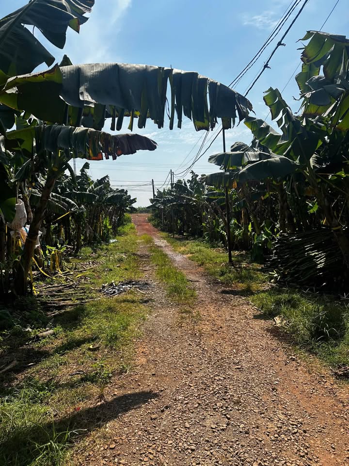 Đất nền 360m² tại Thanh Bình, Trảng Bom chỉ 899 triệu - Cơ hội đầu tư hấp dẫn!