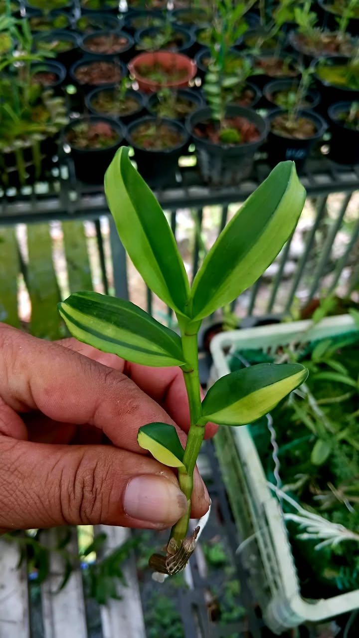 Đất nền Bến Củi, Dương Minh Châu 125m² giá 290 triệu - Sổ hồng chính chủ!