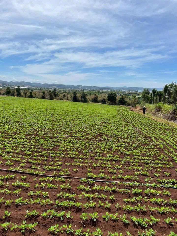 Đất nền Tân Hội, Đức Trọng, 10.000m², giá 14.44 tỷ - Cơ hội đầu tư sinh lời!