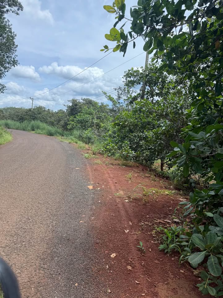 Đất Farm 2.7ha Định Thành, Huyện Dầu Tiếng - Giá Chỉ 5 Tỷ!