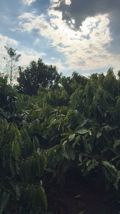 Đất nông nghiệp 7200m² tại Hoài Đức, Lâm Hà giá 1.4 tỷ - Đầu tư sinh lời ngay!