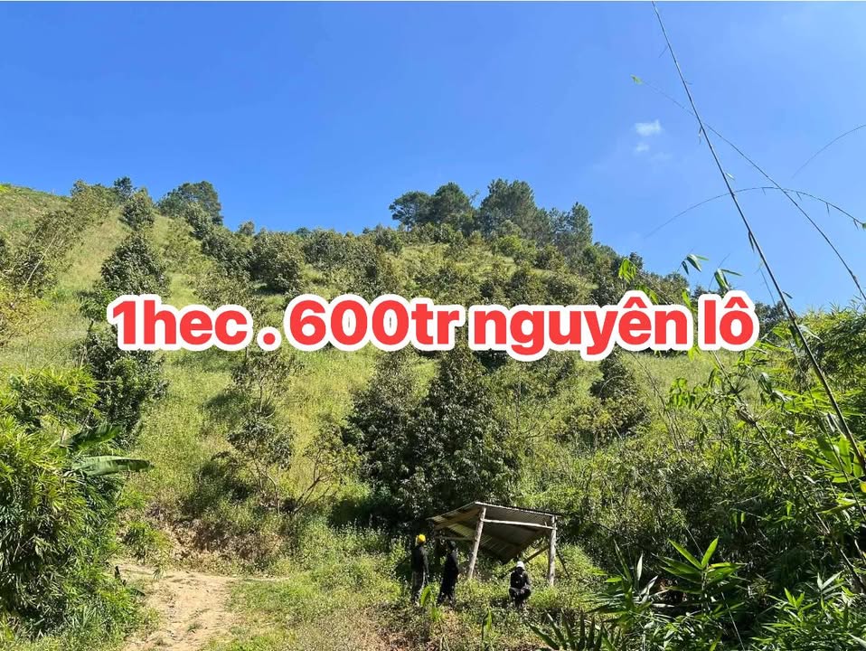 Farm đất sầu riêng Đạ M' Rong 10.000m² giá 600 triệu - Cơ hội đầu tư hấp dẫn!