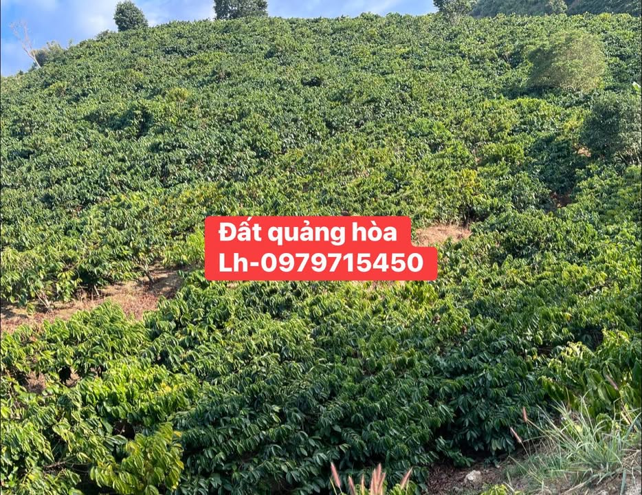 Đất Farm 4ha tại Thôn 12, Quảng Hoà, Đăk Glong - Giá 4.15 tỷ, cơ hội đầu tư tốt!