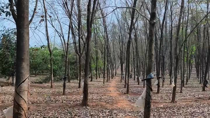 Đất cao su huyện Ia Grai 12.000m² giá 12 tỷ - Tiềm năng đầu tư lớn!