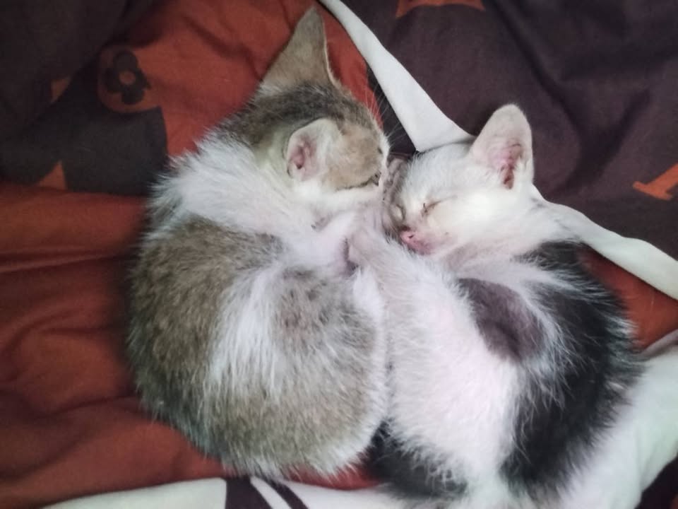 Đất nền tại Thị trấn Phú Thịnh, Huyện Phú Ninh, 150m² giá chỉ 370 triệu - Cơ hội đầu tư hấp dẫn!