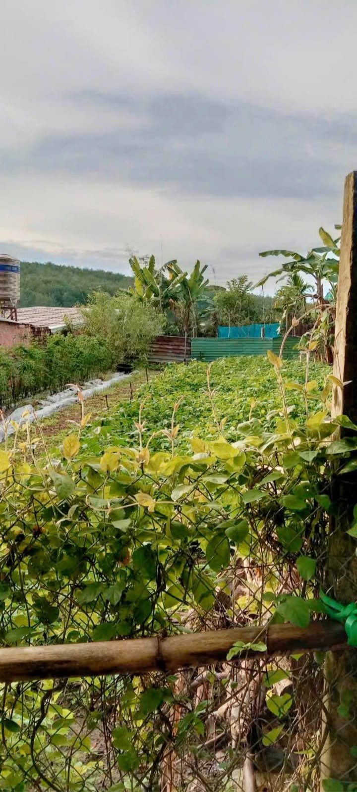 Đất nền Thôn 1 Đắk Cấm 165m² giá chỉ 100 triệu - Cơ hội đầu tư tuyệt vời!