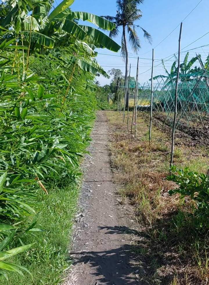 Đất nền 2 mặt tiền Tân Xuân, 2224m² giá 1.3 tỷ - Đầu tư sinh lời!