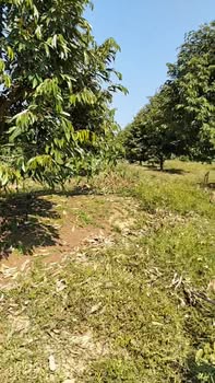 Farm 2,4ha sầu riêng tại Đạ Tẻh, Lâm Đồng - Sẵn sàng đầu tư 8,2 tỷ!