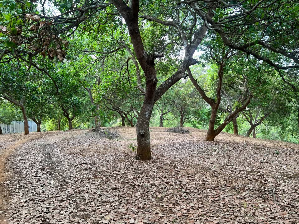 Đất rẫy điều 1ha tại xã Tân Lợi, Đồng Phú - Giá 1,5 tỷ, cơ hội đầu tư hấp dẫn!