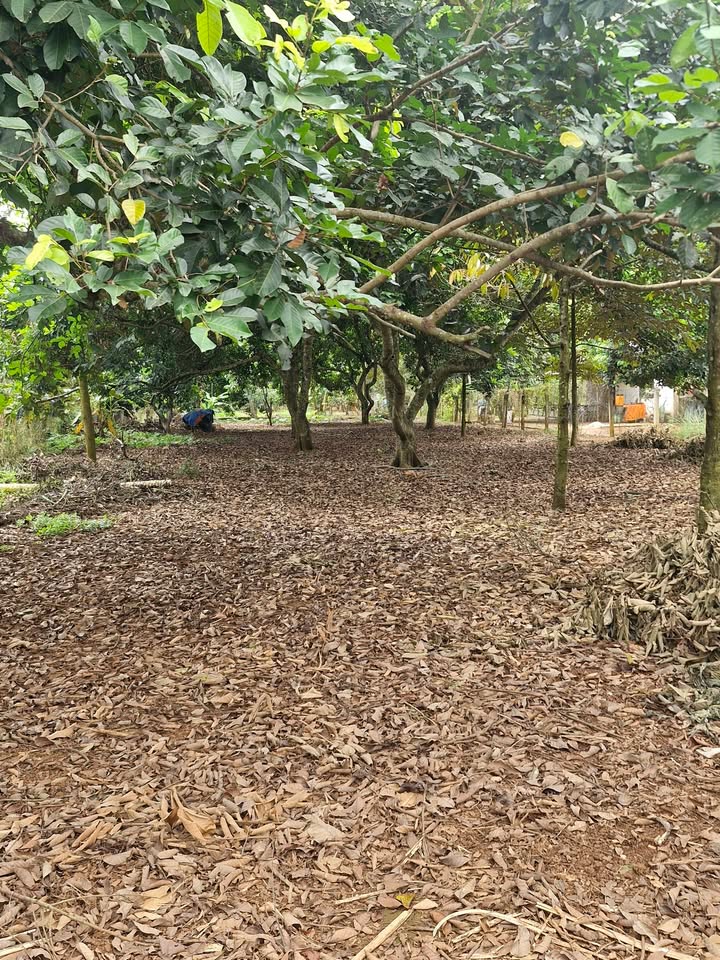 Đất vườn trái cây 1600m² phường Xuân Lập - Sổ đỏ chính chủ, giá thỏa thuận!