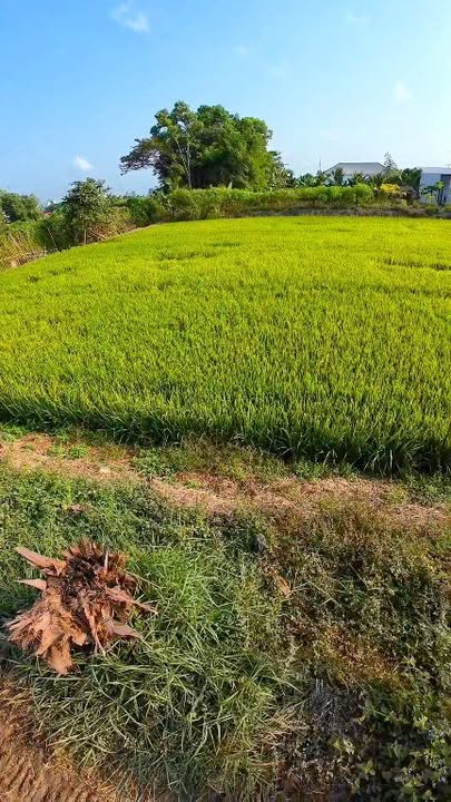 Đất mặt tiền lộ Hiệp Thanh, Ô Môn, 2474m² giá 9.896 tỷ - Cơ hội đầu tư hấp dẫn!