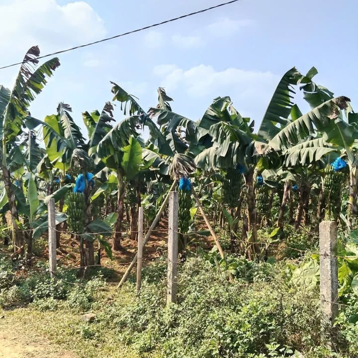 Đất thổ cư 3500m² tại Mỹ Hòa, Tân Lạc, giá chỉ 1.1 tỷ - Nhà mái thái đầy đủ tiện nghi!