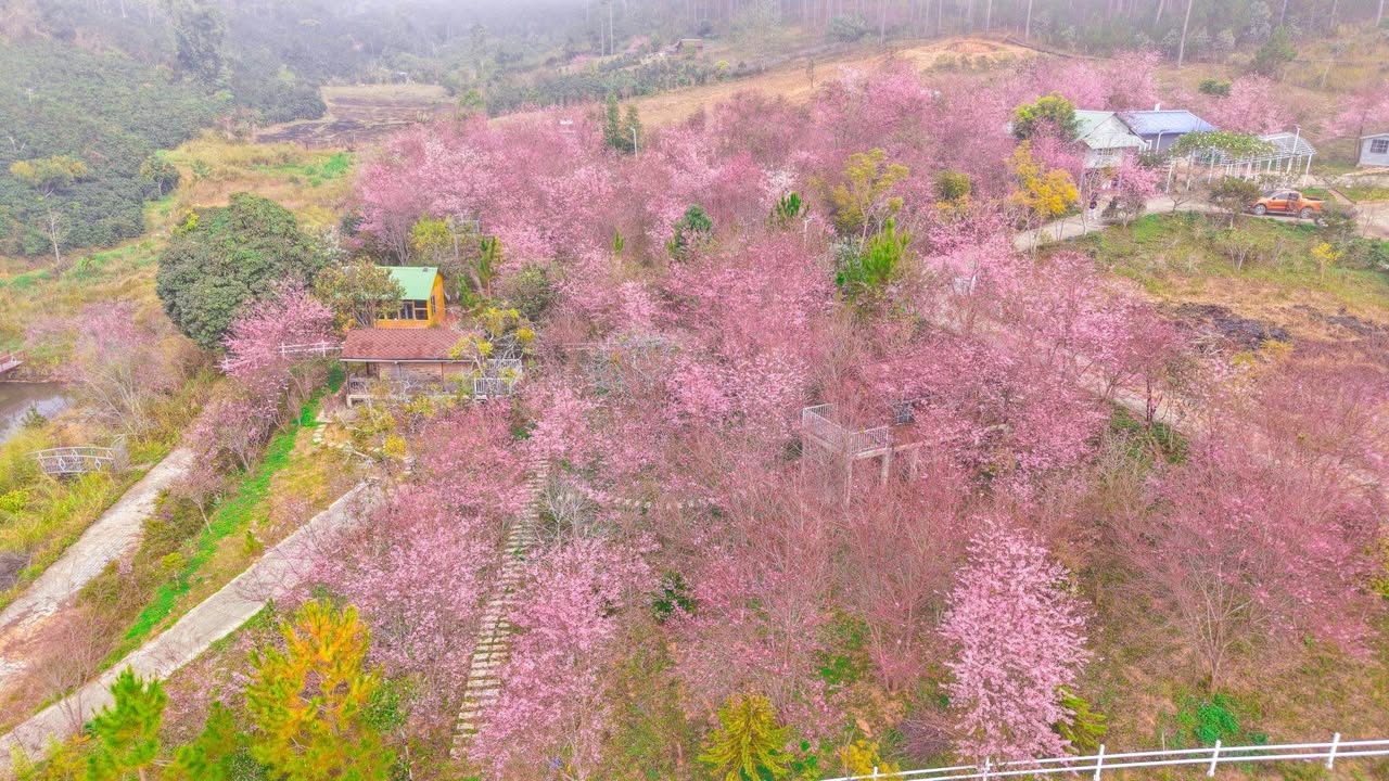 Farm cho thuê 8000m² tại Xã Đạ Sar, Lạc Dương - Không gian lý tưởng cho nghỉ dưỡng!