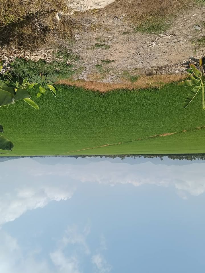 Đất ruộng xã Lương An Trà, An Giang 500.000m² giá 130 triệu - Cơ hội đầu tư hấp dẫn!