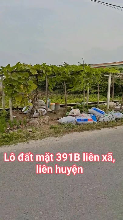 Đất thổ cư 100m² đường liên xã Quang Phục Tứ Kỳ - Giá chỉ hơn 2 tỷ!