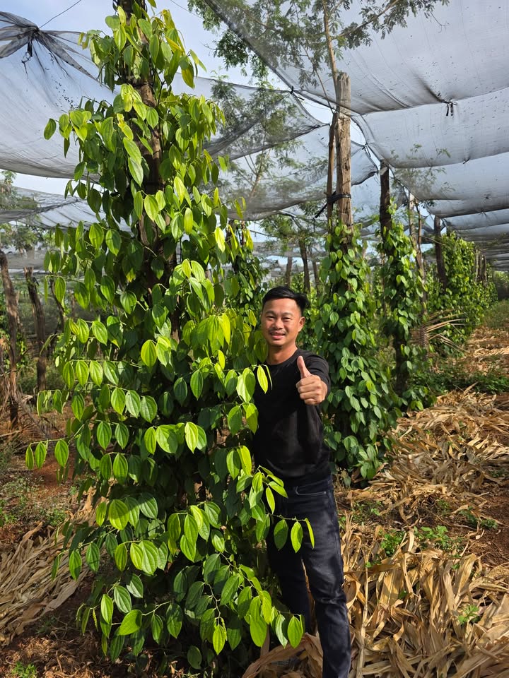 Đất nông nghiệp tại Làng Rinh, Chư Sê, 1,3ha giá 450 triệu - Đầu tư bền vững!