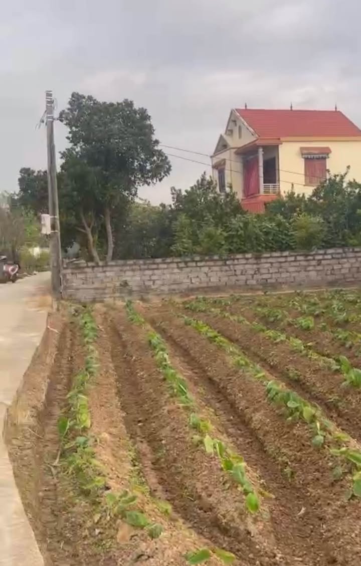 Đất nền Thôn Vàng, Xã Khám Lạng, Huyện Lục Nam 100m² giá thỏa thuận - Cơ hội đầu tư hấp dẫn!