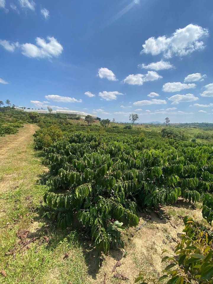 Đất farm 8.3 sào tại Tân Văn, Lâm Hà giá 3.5 tỷ - Đầu tư sinh lời lý tưởng!