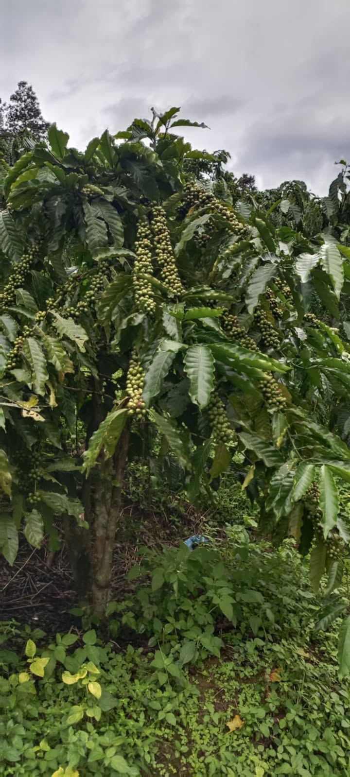 Farm 3ha tại Xã Liên Hiệp, Huyện Đức Trọng giá 3.9 tỷ - Cơ hội đầu tư hấp dẫn!