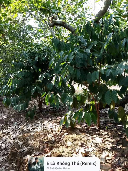 Đất nông nghiệp 63.000m² tại xã Thống Nhất, huyện Bù Đăng - Giá chỉ 800 triệu!