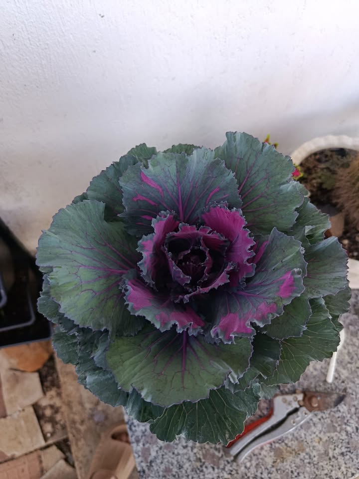 Đất nền Khu 6 Lộc Thắng, 99m² giá chỉ 250 triệu - Đầu tư sinh lời ngay!