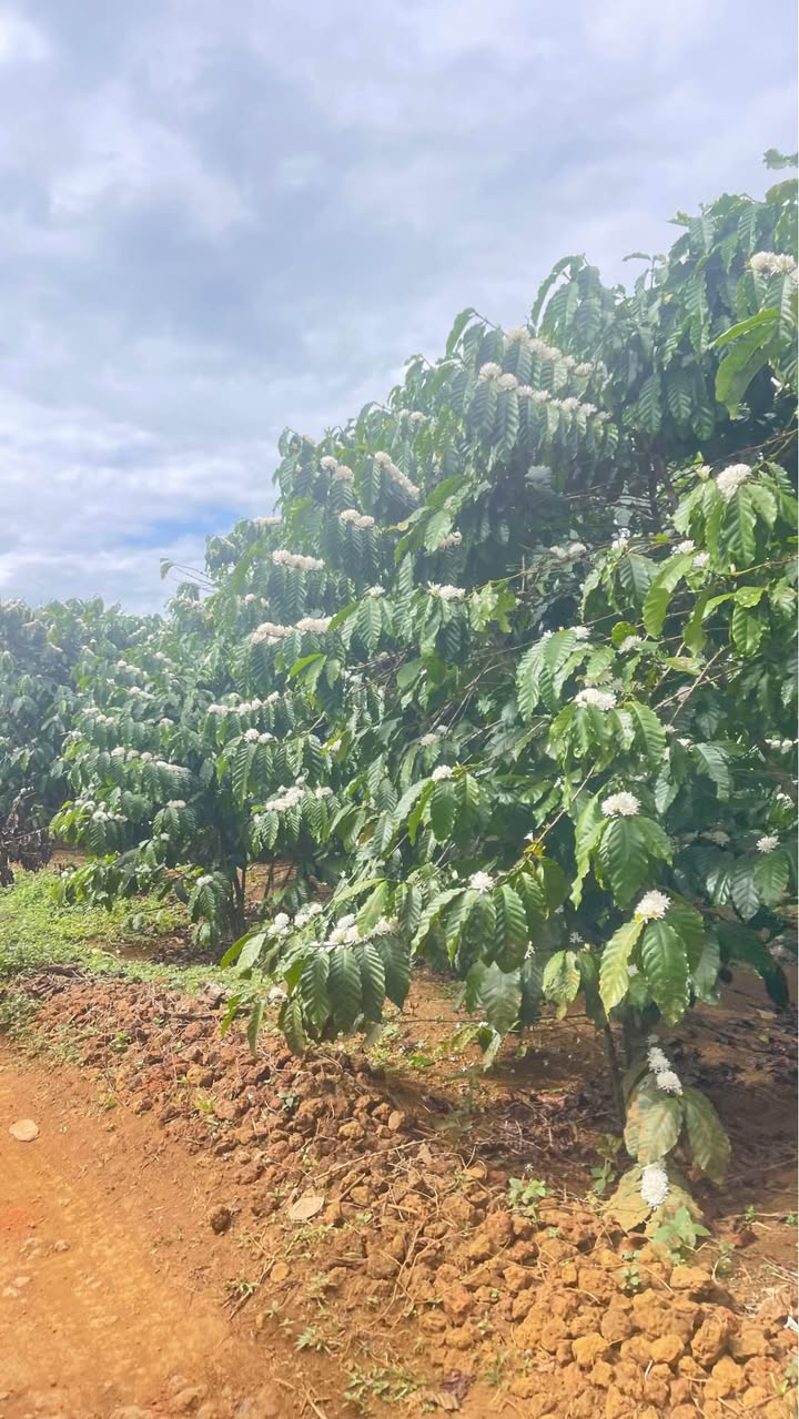 Đất thổ cư tại thôn 9 Lộc Ngãi, 1800m² chỉ 1.5 tỷ - Cơ hội đầu tư tuyệt vời!