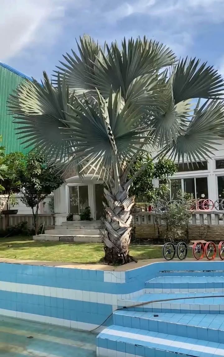 Biệt thự mặt tiền Phú Lợi 1000m² giá 25 tỷ - Giảm giá sốc từ 40 tỷ!