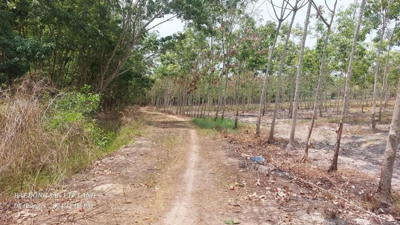 Đất nền 1000m² Tân Châu giá chỉ 150 triệu - Cơ hội đầu tư tuyệt vời!