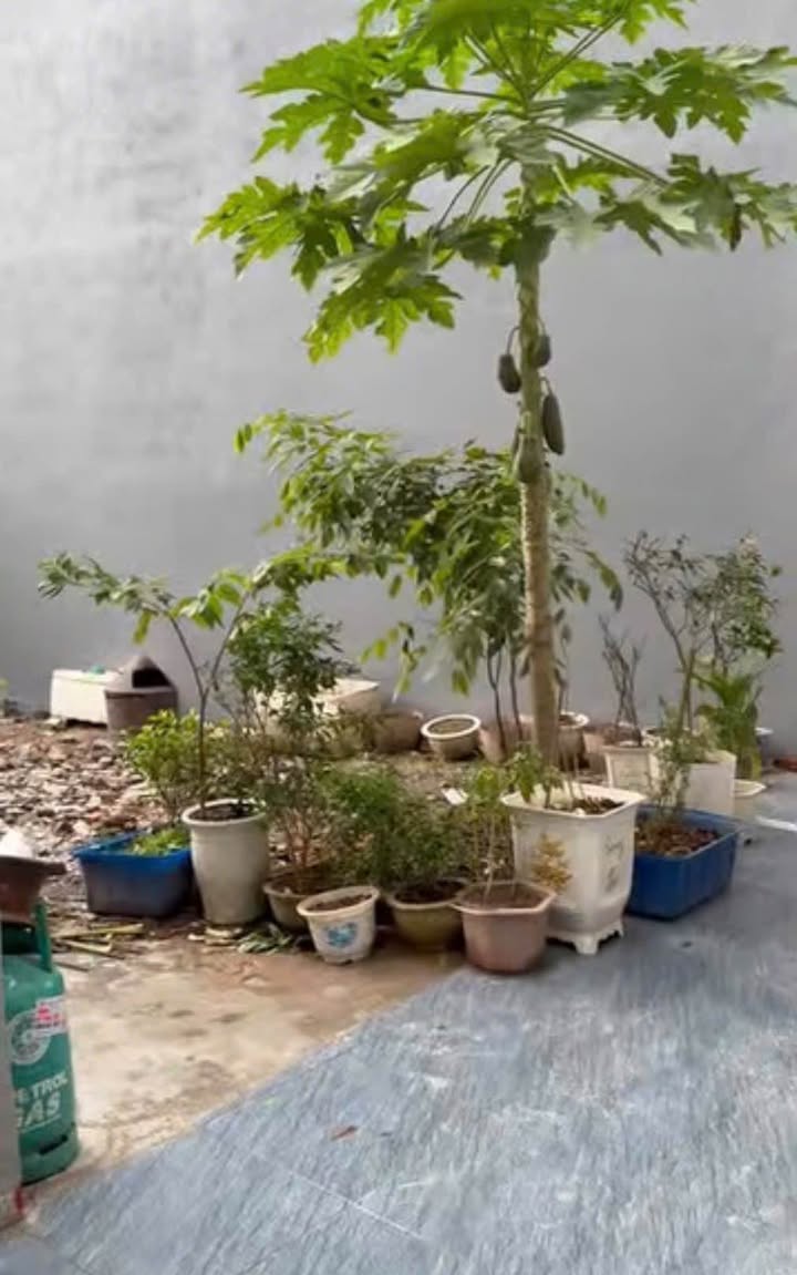 Đất nền Bạch Mai, An Hải, 51.2m² giá 1.5 tỷ - Cơ hội vàng đầu tư!