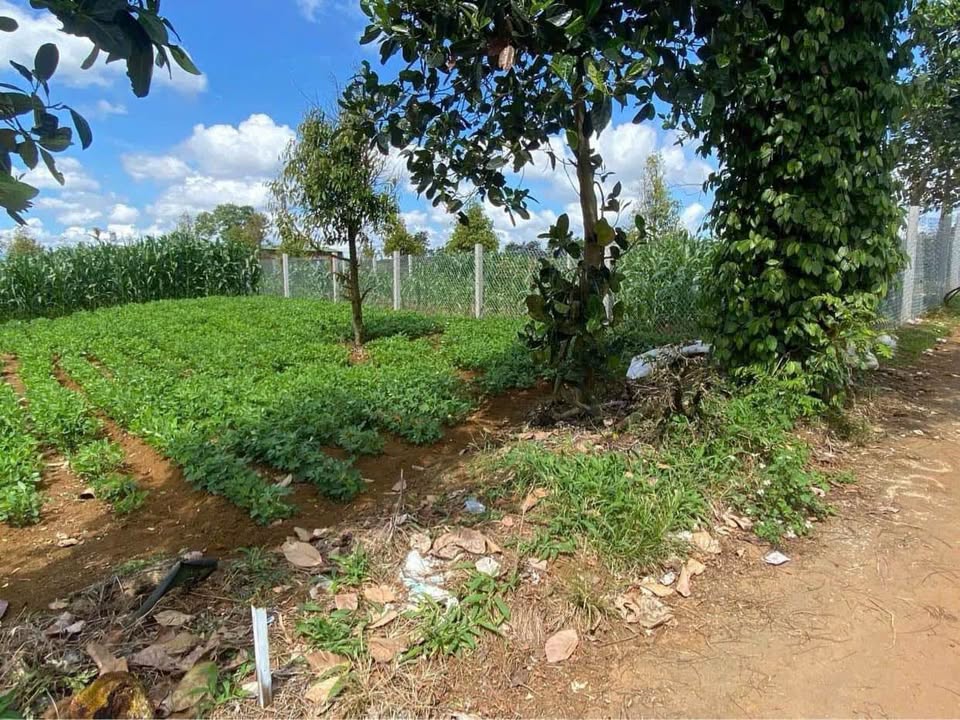 Lô đất đẹp tại Lạc Long Quân, 80m² giá chỉ 1.1 tỷ - Đầu tư sinh lời ngay!