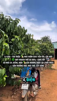 Nhà vườn Cafe 5040m² Lộc Đức, Bảo Lâm giá 750 triệu - Đầu tư sinh lời ngay!