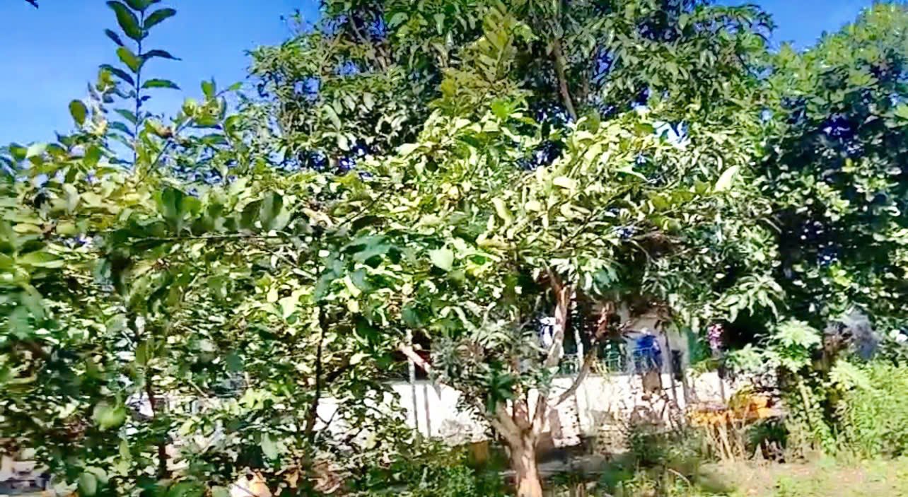 Nhà vườn Diên Lâm 1.724m² giá 2.586 tỷ - Không gian sống lý tưởng bên Hồ Đá Mài!