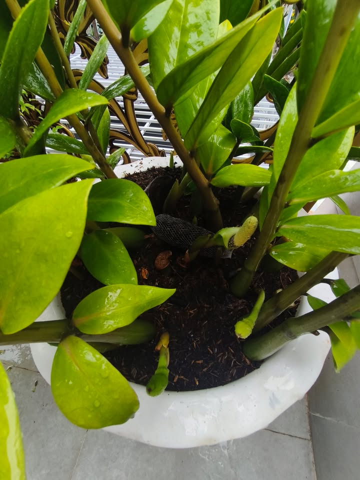 Đất thổ cư mặt tiền hẻm 1514 đường 30 tháng 4, Vũng Tàu 102m² - Chính chủ bán gấp!