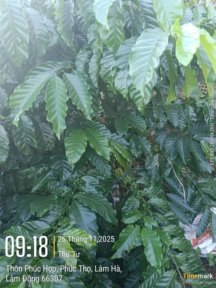 Đất nền Phúc Thọ, Lâm Hà 360m² giá 940 triệu - Mặt tiền rộng, sổ đỏ chính chủ!