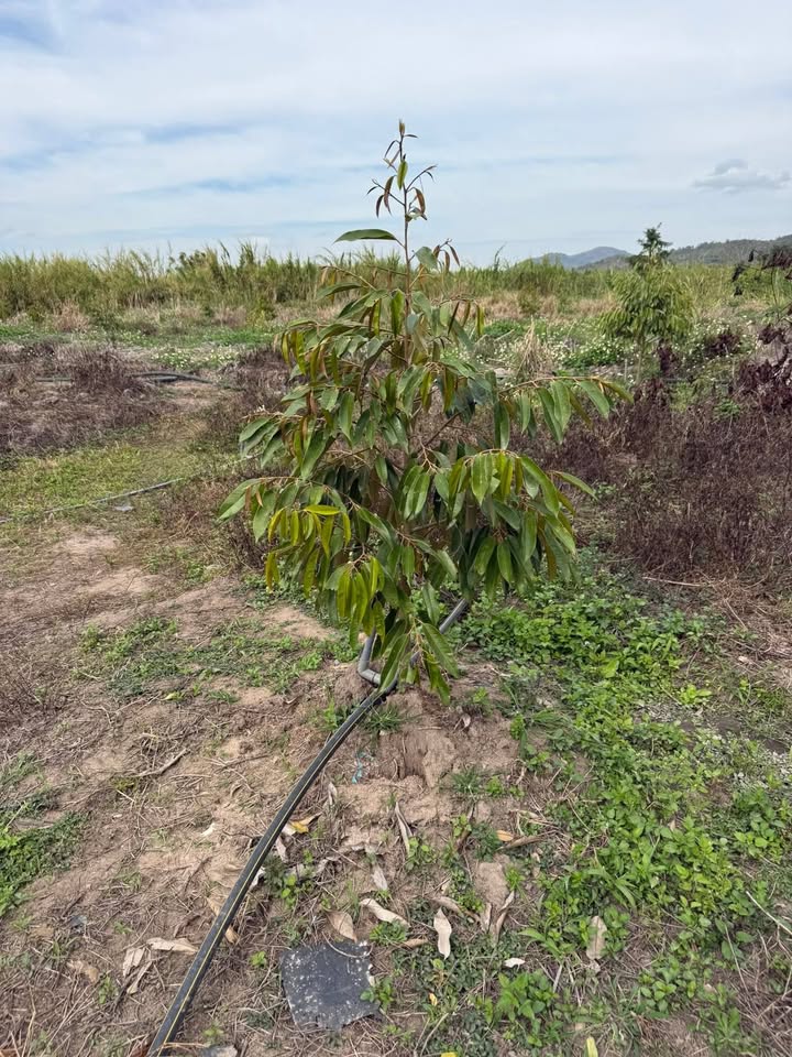 Farm tại thôn 11, xã Ea Hiao, huyện Ea H'leo, 18,000m² giá 36 tỷ - Đầu tư sinh lời ngay!