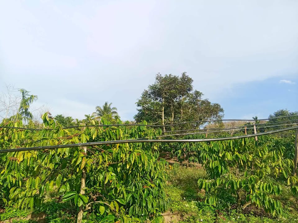 Farm 1,2ha tại Thôn 5, Xã Ea Sol, Giá 3,2 tỷ - Đầu tư sinh lời ngay!