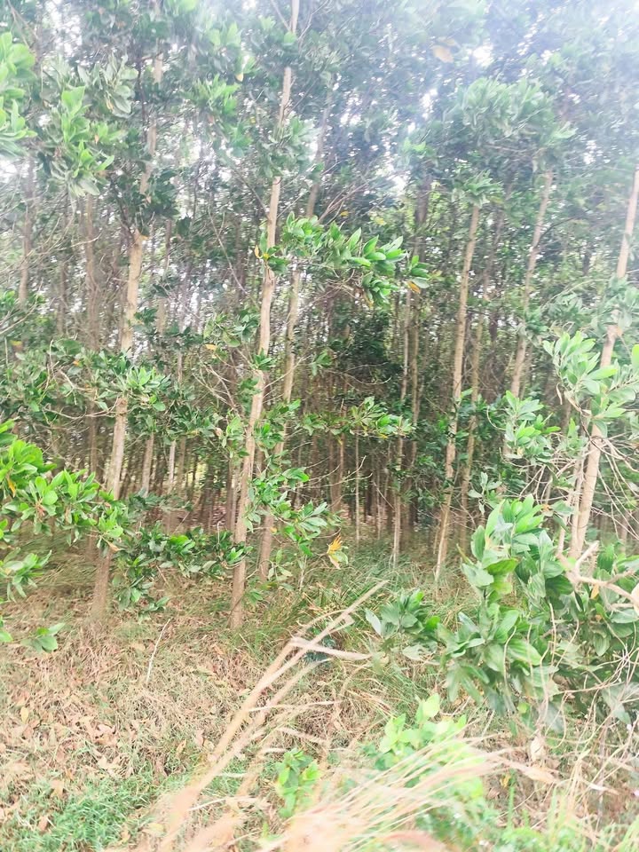 Lô đất Farm tại xã EaBar, huyện Sông Hinh, 1800m² giá 800 triệu - Đầu tư sinh lời ngay!