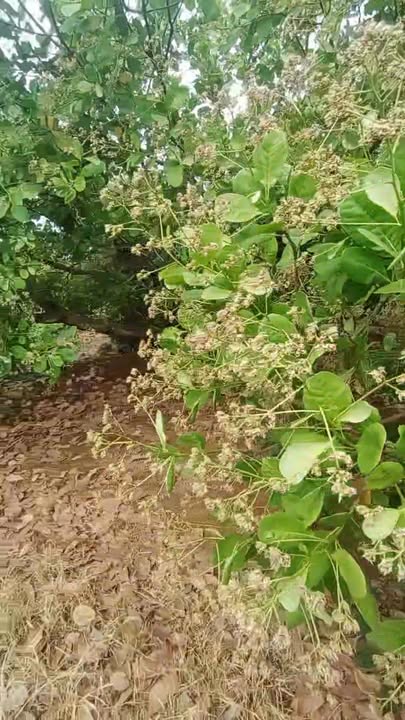 Đất nông nghiệp Xã Ia Dom, Huyện Đức Cơ, 20.000m² giá 700 triệu - Cơ hội đầu tư tuyệt vời!