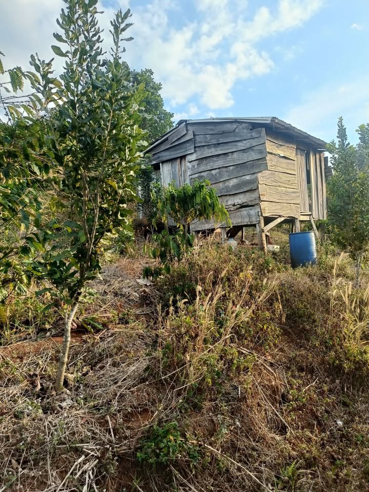 Đất nền 1,3 ha tại xã Quảng Trực, huyện Tuy Đức - Giá chỉ 500 triệu!