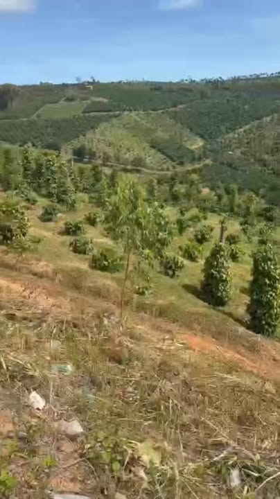 Farm 4ha tại Xã Hải Yang, Huyện Đăk Đoa, Gia Lai giá 6.2 tỷ - Đầu tư sinh lời ngay!