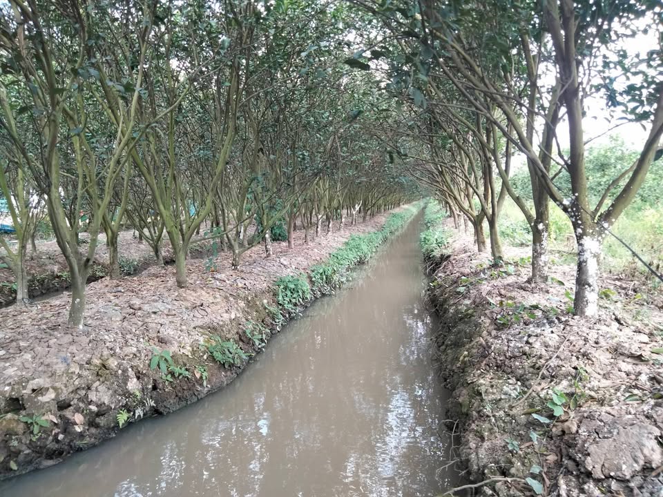 Đất nông nghiệp Trà Côn, Vĩnh Long 7200m² - Cơ hội đầu tư hấp dẫn!